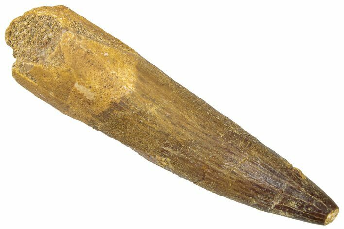 Fossil Plesiosaur (Zarafasaura) Tooth - Morocco #298286